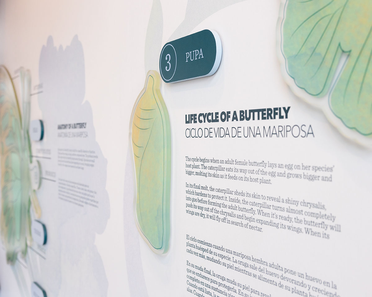 Closeup side view of "Life Cycle of a Butterfly" Display at Lewis Ginter Botanical Garden