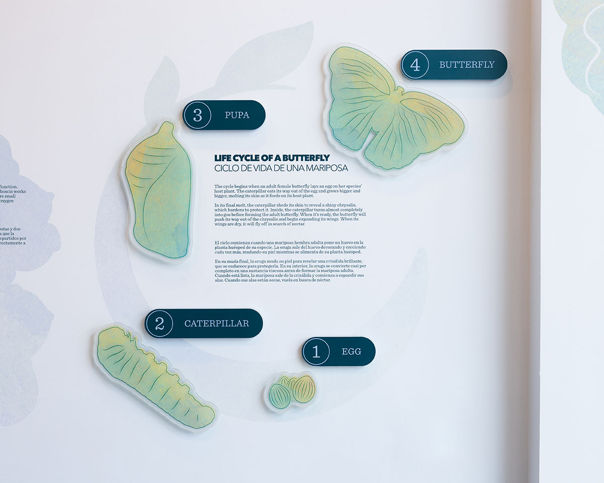 "Life Cycle of a Butterfly" wall display at Lewis Ginter Botanical Garden