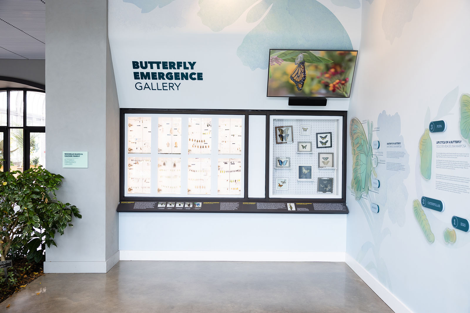 Butterfly Emergence Gallery at Lewis Ginter Botanical Garden